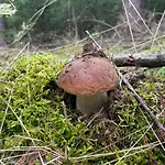 Апартаменты Im Haus Waldstueck *