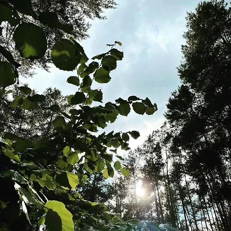 Im Haus Waldstueck Daire *